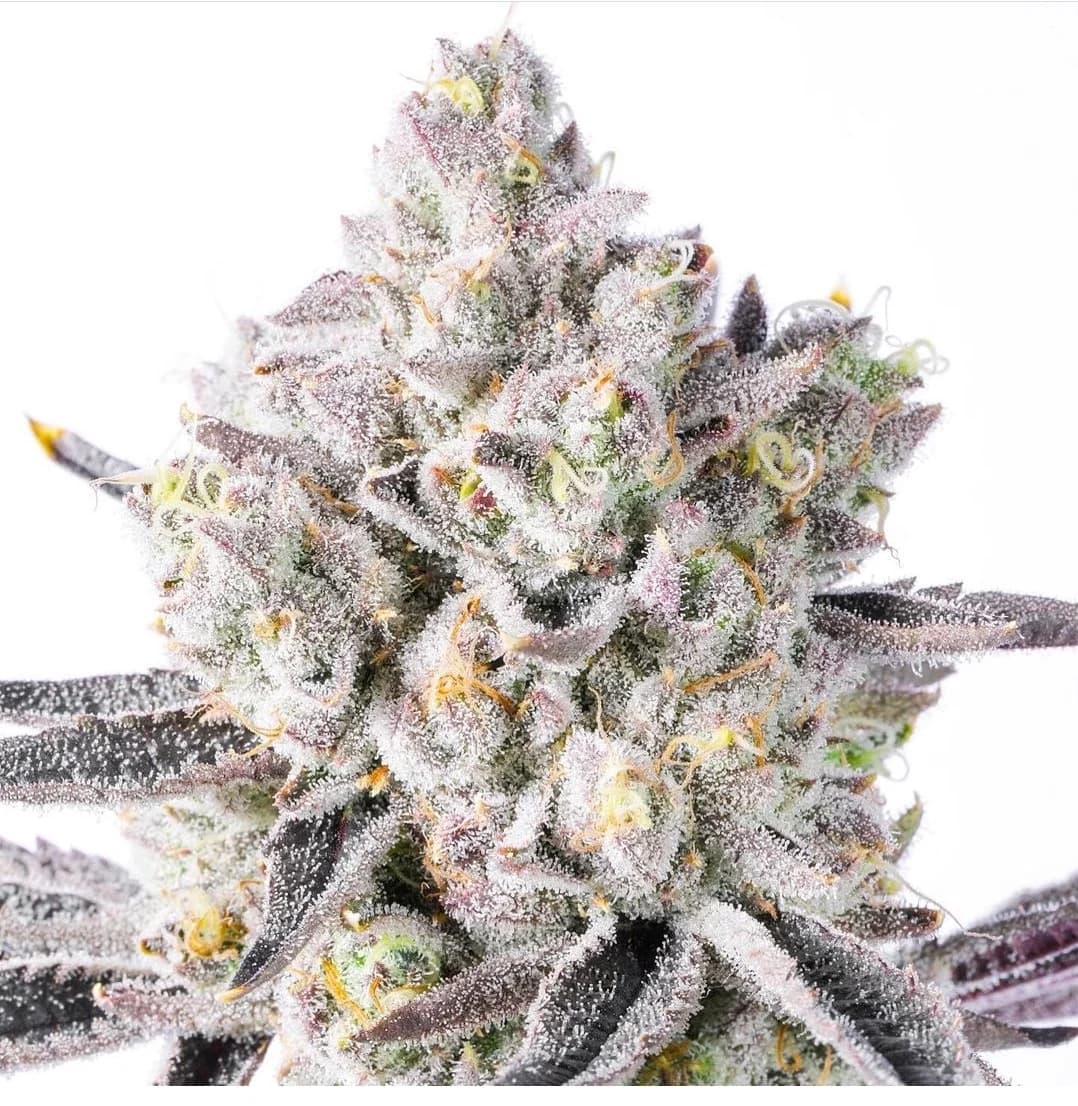 THCA White Iverson